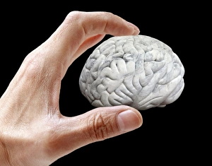 Human Brain Structure Drucke: Brain research, conceptual artwork