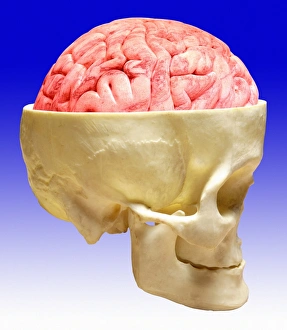 Anatomy Of The Brain Drucke: Brain and skull