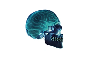 Human Brain Anatomy Drucke: Brain and skull, artwork