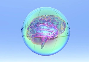 Computer Generated Brain Image Drucke: Brain in sphere, computer artwork