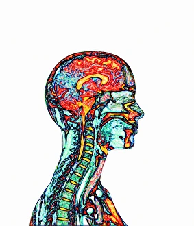 Human Brain Structure Drucke: Brain and spinal cord, MRI