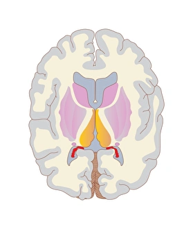 Human Brain Anatomy Drucke: Brain structures, artwork