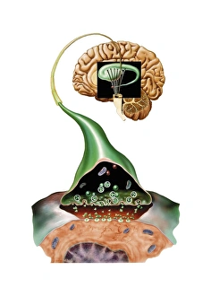 Human Brain Structure Drucke: Brain synapse, anatomical artwork