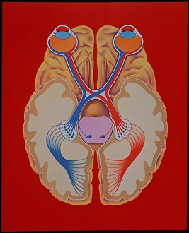 Nerve Impulse Transmission Drucke: Brain and vision