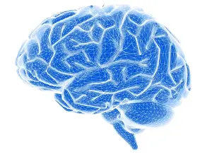 Human Brain Anatomy Drucke: Brain