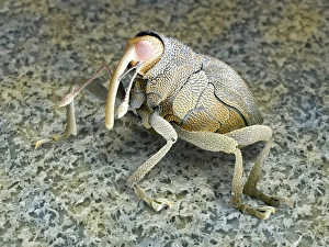 SEM Images Of Insects Drucke: Brassica weevil, SEM