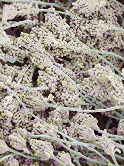 Coloured Scanning Electron Micrographs Drucke: Bread mould