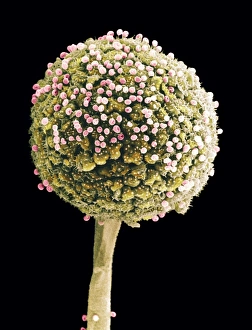 Drucke von Brotmold. Farbige Rasterelektronenmikroskopaufnahme (SEM) eines Sporienzells einer Brotmoldart (Rhizopus stolonifer) Bilder Datiert 2010 Januar: Brotmold, SEM