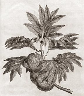 Artocarpus Altilis Drucke: Breadfruit, 18th century plate