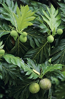 Breadfruit