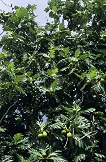 Artocarpus Altilis Drucke: Breadfruit