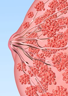Milk Production Process Drucke: Breast tissue, artwork