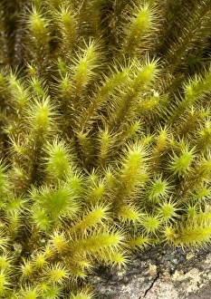 Forest Floor Vegetation Drucke: Breutelia pendula moss