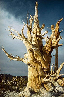 Stachelbeinschneidewaldbaum
