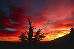 Bristlecone Pine Drucke: Bristlecone pine