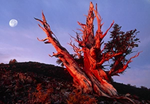 Ancient Trees Drucke: Bristlecone pine tree at sunrise