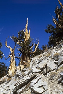 Old Growth Forest Photos Drucke: Bristlecone pine trees