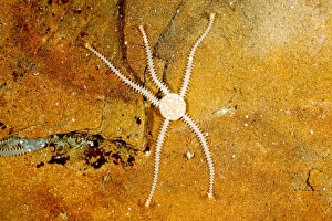 Brittle star