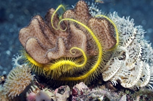 Indonesian Ocean Wildlife Photos Drucke: Brittlestar on soft coral