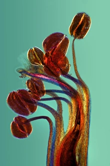 Light Micrograph Drucke: Broad bean flower, light micrograph