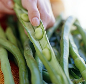 Broad Beans Drucke: Broad beans