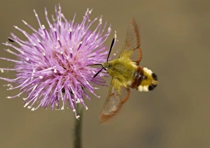 Hawk Moth Species Drucke: Broad-boarded bee hawkmoth
