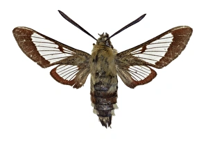 Hemaris Fuciformis Drucke: Broad-bordered bee hawkmoth C016 / 2159
