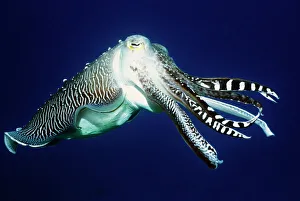 Tropical Marine Life Drucke: Broadclub cuttlefish