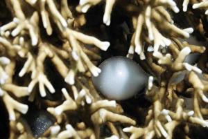 Sepia Latimanus Drucke: Broadclub cuttlefish egg