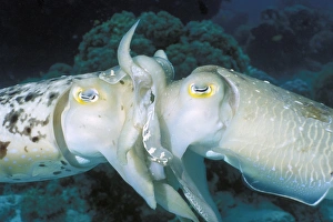 Drucke von Broadclub Cuttfisch (Sepia latimanus) Paarung. Nach dem Paarung legt die Weibchen zahlreiche Eier in individuelle Eierschalen, an Pflanzen, Felsen oder Korallen befestigt Bilder Datiert 2003 September: Breitbeinige Kletternier-Mating