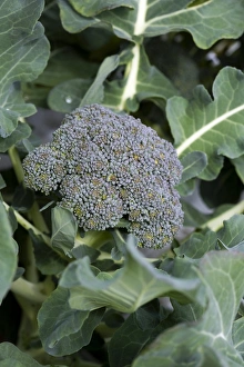 Healthy Vegetable Options Drucke: Broccoli