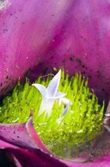 Bromeliad Flower Drucke: Bromeliad flower