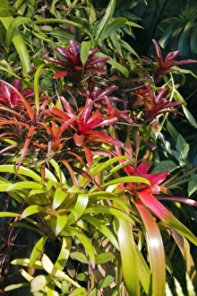 Bromeliad Plant Drucke: Bromeliad plant