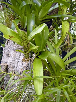 Tropical Plant Species Drucke: Bromeliad plants