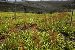 Ecuadorian Flora Drucke: Bromeliads being cultivated
