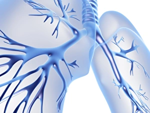 Lung Anatomy Illustration Drucke: Bronchial tree and lungs, artwork