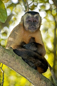 Drucke von Brauner Kapuciner Affe im Baum. Der braune oder tuftige Kapuziner (Sapajus apella) ist ursprünglich aus Südamerika und gehört zu den am weitesten verbreiteten Primaten der Neotropikum Bilder Datiert 2013 Februar: braunes Mönchaffe im Baum