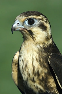 Australian Bird Of Prey Drucke: Brown falcon