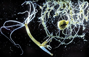 Drucke von Die braune Hydra (Hydra attenuata). Ephemeres Aufenthalt eines Tropfen von Teichwasser mit einer braunen Hydra Bilder Datiert 2005 Dezember: Braunhydrid