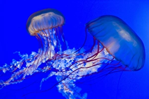 British Columbia Wildlife Drucke: Brown jellyfish