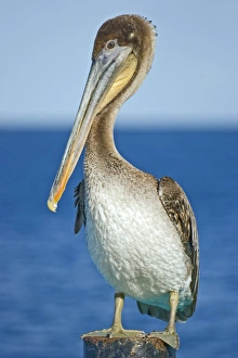 Pelican Bird Drucke: Brown pelican