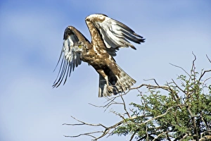 Bilder Datiert 28. August 2012: Braunameisenadler C014 / 0905