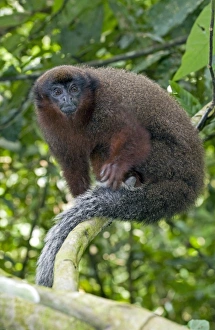 Rainforest Animal Photography Drucke: Brown titi monkey