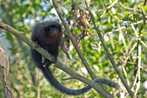 Braunmarmorschwanzmaus im Baum