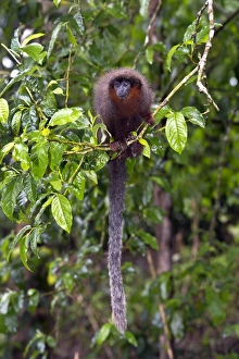 Brazilian Wildlife Pictures Drucke: Brown titi monkey in a tree