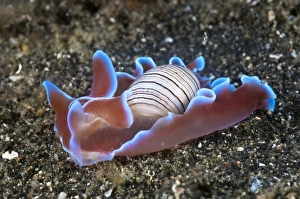 Lembeh Strait Marine Life Drucke: Bubble shell
