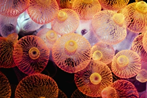 Bubble Tip Anemone Drucke: Bubble tip anemone