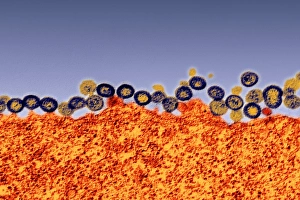 HIV Virus Drucke: Budding HIV particles, TEM
