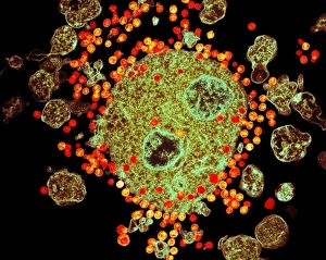 Entwickelte HIV-Partikel, TEM C018/0127