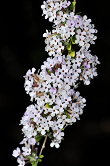 Butterfly Bush Plant Drucke: Buddleia alternifolia